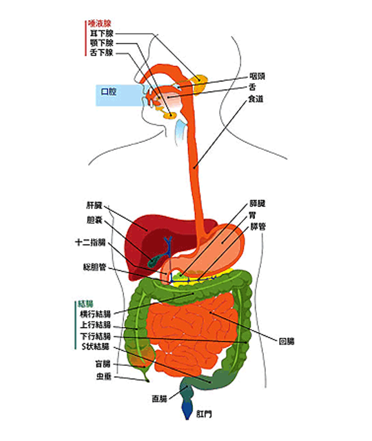 消化器イラスト